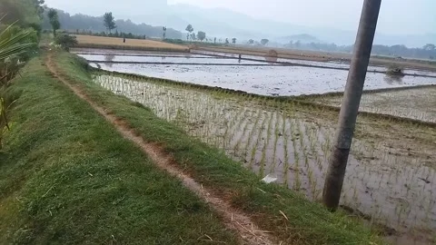 Panoramic beauty of the rice fields 動画素材 236445306
