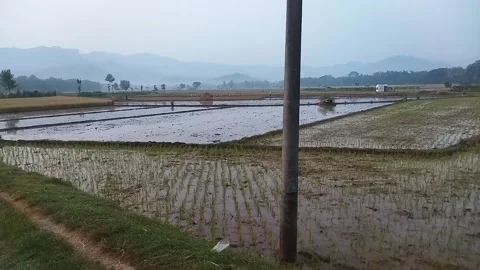 Panoramic beauty of the rice fields 動画素材 236445406