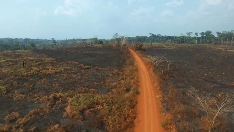 Panoramic of burnt forest Stock Footage 80576623
