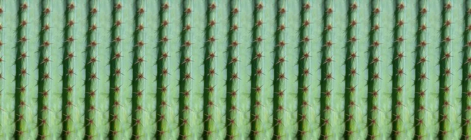 Panoramic cactus pattern for background Stock Photos