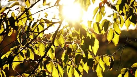 Panoramic camera movement at sunset in autumn forest Stock Footage 317739121