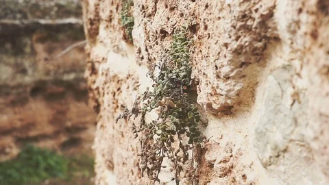 Panoramic camera. Texture of an old wall with plants and flowers. The concept of Stock Footage 85031634