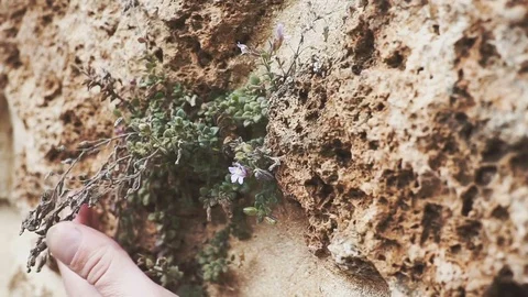 Panoramic camera. Texture of an old wall with plants, flowers and hand. The Stock Footage 85037010
