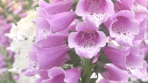 Panoramic close-up of a Digital purpurea  flower plant Видео 88996464