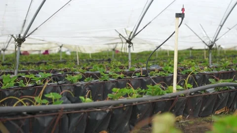 Panoramic close up of garden beds with red strawberries inside the greenhouse Video stock 238378784