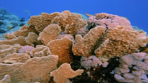 Panoramic close up of large coral heads on vibrant tropical reef in clear water Video stock 337521021