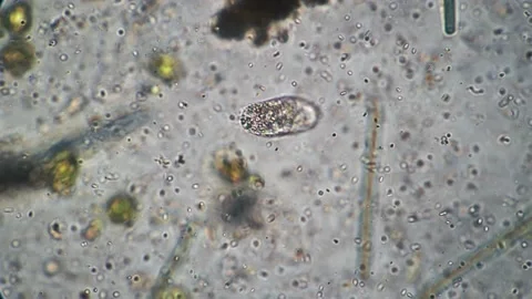 Panoramic close-up shot under a microscope of simplest single-celled bacteria Stock Footage 195549981