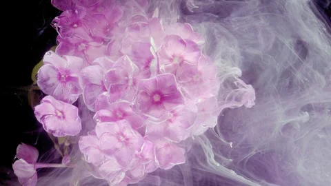 Panoramic closeup of pale pink periwinkle cluster enveloped by swirling lavender 動画素材 339953606