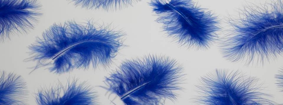 Panoramic Colours, Feathers Stock Photos