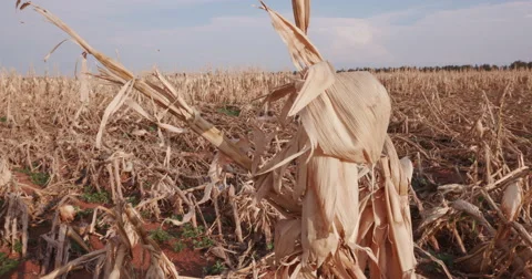 Panoramic of corn field devastated by drought and hail Stock Footage 61251628