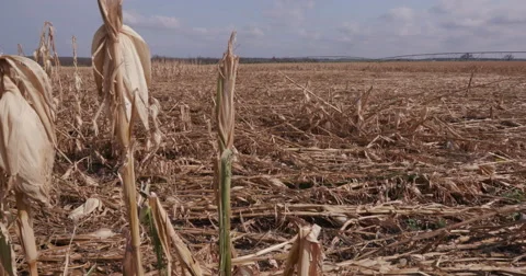 Panoramic of corn field devastated by drought and hail Stock Footage 61251793