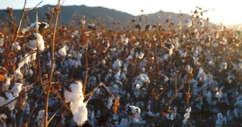 Panoramic at a Cotton Plantation Stock Footage 121734259