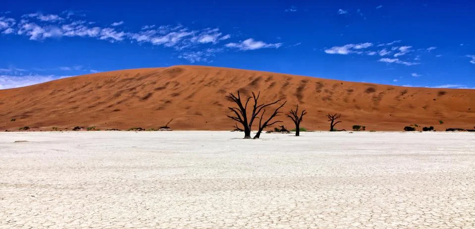 Panoramic of dead trees in front of a orange dune in deadvlei namib naukluft nat Stock Photos