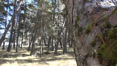 Panoramic dolly camera shot moss and mixed plants on the bark trunk a pine tree Stock Footage 339558050
