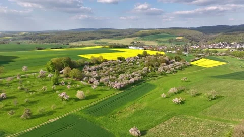 Panoramic drone flight over fruit trees blooming with many white flowers Stock Footage 199822335