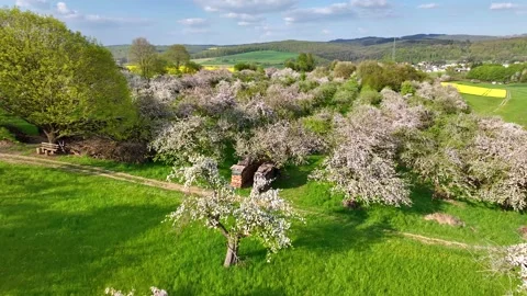 Panoramic drone flight over fruit trees blooming with many white flowers Stock Footage 199822369