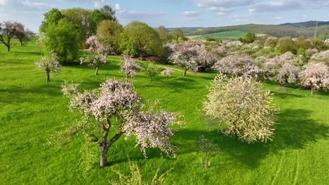 Panoramic drone flight over fruit trees blooming with many white flowers Stock Footage 199822378