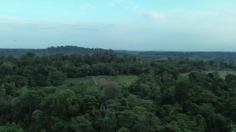 Panoramic Drone Flight Revealing the Serene Expanse of a Thriving Woodland .. Stock-Footage 339037094