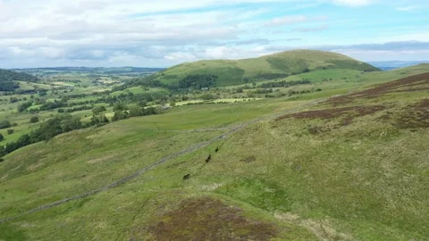 Panoramic Drone Footage of Fell Ponies on Lake District Fell Farm Stock Footage 149269727