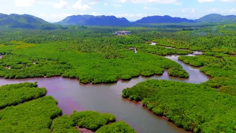 Panoramic drone perspective of the vast mangrove swamps and tidal rivers in 스톡 동영상 333717050