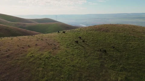 Panoramic Drone Shot of Cows Grazing on Grassy Mountain Stock Footage 275561732