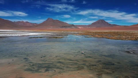 Panoramic drone shot over a clear shallow lagoon with flamingos wading among Stockbeeldmateriaal 333438828