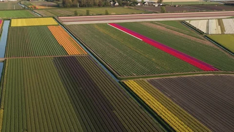 Panoramic drone shot over a patchwork of tulips, sunny, spring day in Stock Footage 332521698