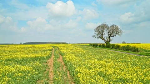 A panoramic drone shot in slow motion of a yellow rapeseed crop with a coun.. Видео 239416457