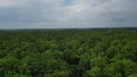 Panoramic drone shot of vast green woodland trees with a narrow road stretc.. Video stock 342984026