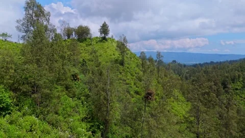 Panoramic drone shot of verdant mountain ridge covered in dense trees and wild Stockbeeldmateriaal 334274299