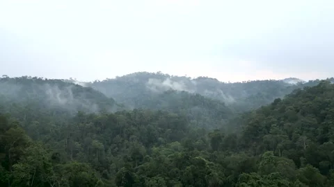 Panoramic drone view above the trees and vegetation of the jungle of vietnam on Stock Footage 276500832