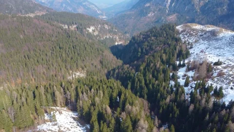 A panoramic drone view of coniferous trees covered with snow in the mountains. Stock Footage 303304907