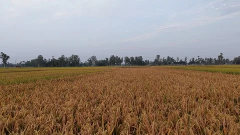 Panoramic Drone View of Golden Ripening Rice Fields at Dawn Stock Footage 334622282