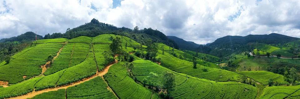 Panoramic Drone View of Lush Tea Plantations in Nuwara Eliya, Sri Lanka Stock Photos