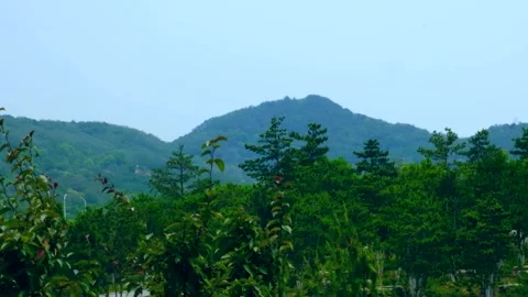 Panoramic Drone View of Old-Growth Forest Canopy Stock Footage 304315344