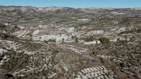 Panoramic Drone View of Spanish Olive Tree Countryside. Stock Footage 261982160