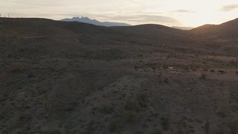 Panoramic Drone View Of Wild Horses Moving Across A Desert Ridge At Sunrise Time Stock Footage 331313815