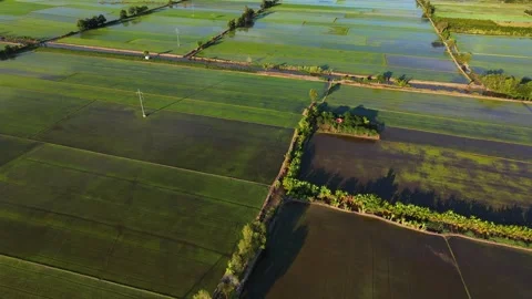 Panoramic Drone View Of Young Rice Fields With Transmission Towers Vidéo 340548118