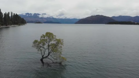 Panoramic drone of That Wanaka Tree at sunrise,New Zealand  Stock Footage 138666241