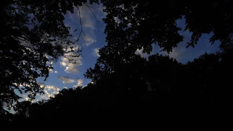Panoramic Evening Sky Through Trees Video stock 313279782