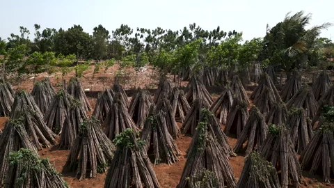 Panoramic of a field of cassava trees cut down after harvesting the fruit in Video stock 278552849