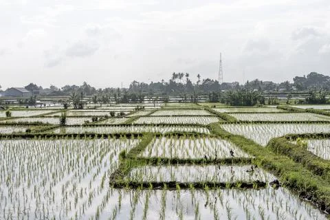 Panoramic flooded rice fields in rural Ubud, Bali Stock Photos