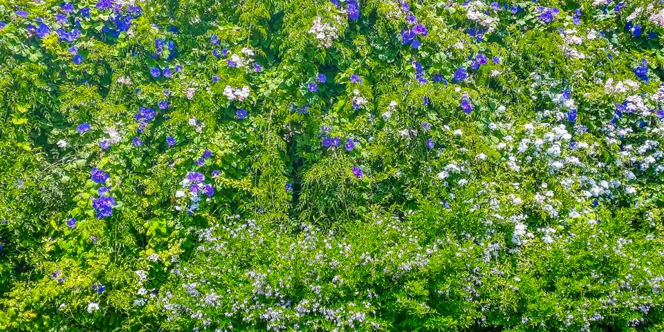 Panoramic Flowerscape Pattern Stock Photos