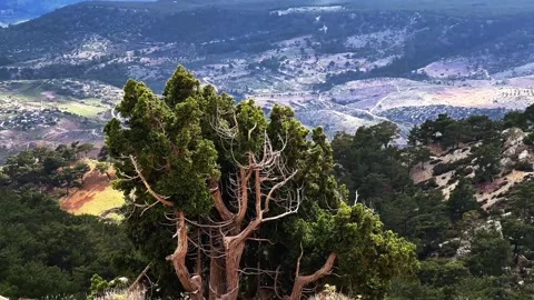 Panoramic Forest Mountain Landscape with Foreground Tree Stock Footage 306843745