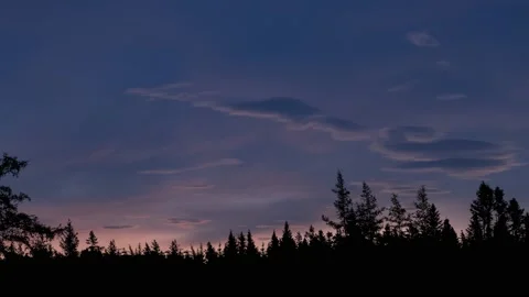 Panoramic Forest Trees Silhouette Branches Stock Footage 238815982