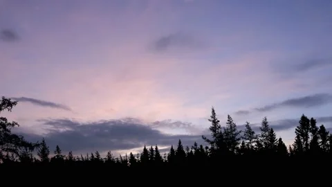 Panoramic Forest Trees Silhouette Branches Stock Footage 238820188