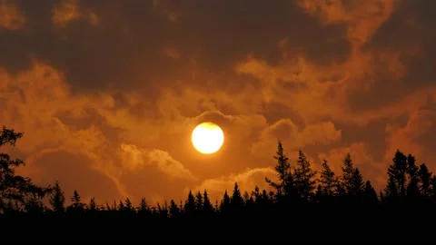 Panoramic Forest Trees Silhouette Branches Stock Footage 239875943
