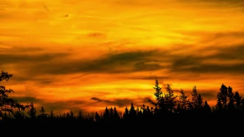 Panoramic Forest Trees Silhouette Branches Vidéo 239915093