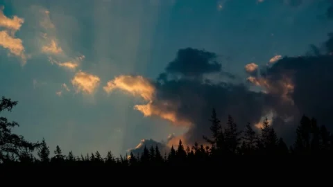 Panoramic Forest Trees Silhouette Branches Stock Footage 239940538