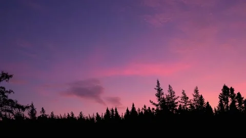 Panoramic Forest Trees Silhouette Branches Stock Footage 240047727